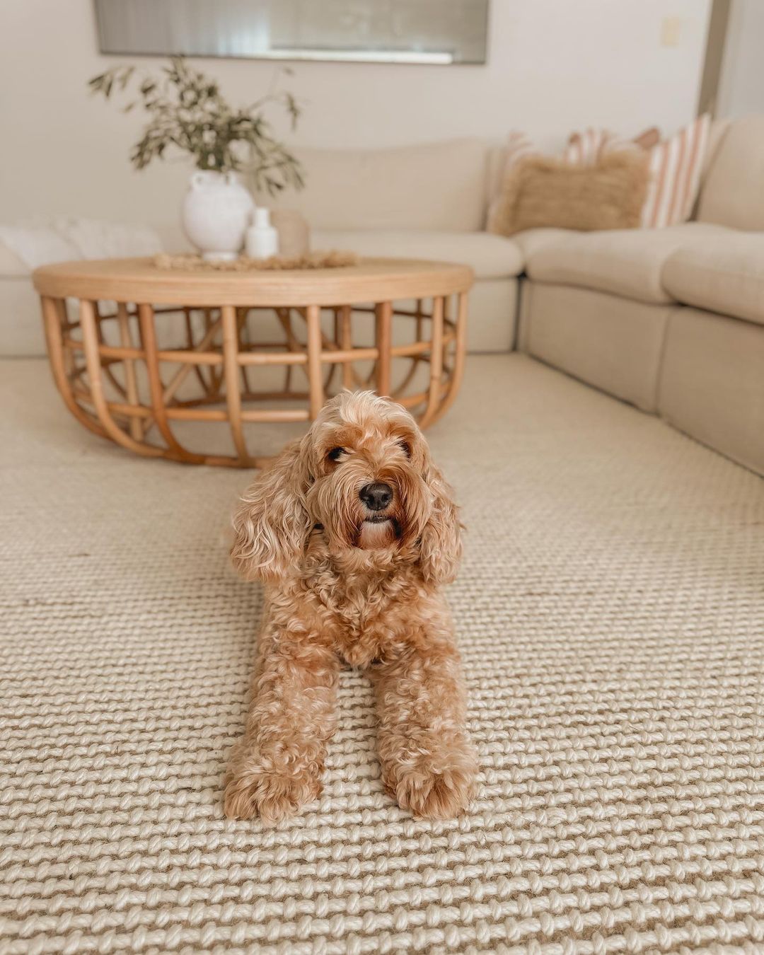 Dog sitting on a rug looking at the camera