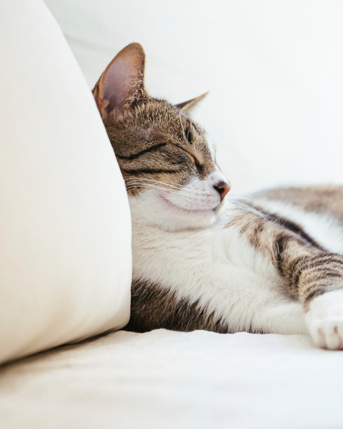 A brown and white tabby cat sleeping peacefully, resting its head against a large cream-colored pillow on a soft white blanket showing how protectME is non-toxic and safe for pets and animals.